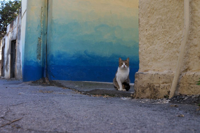 Cat sitting in front of a blue and yellow wall