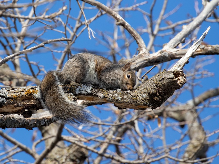 Squirrel resting on a tree branch