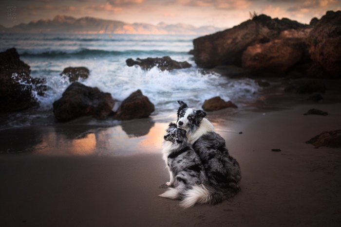 Two dogs hugging on a beach at sunset