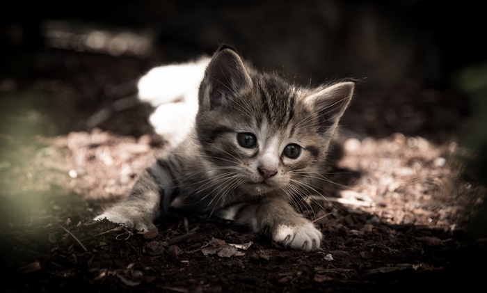 A tabby kitten lies on the ground