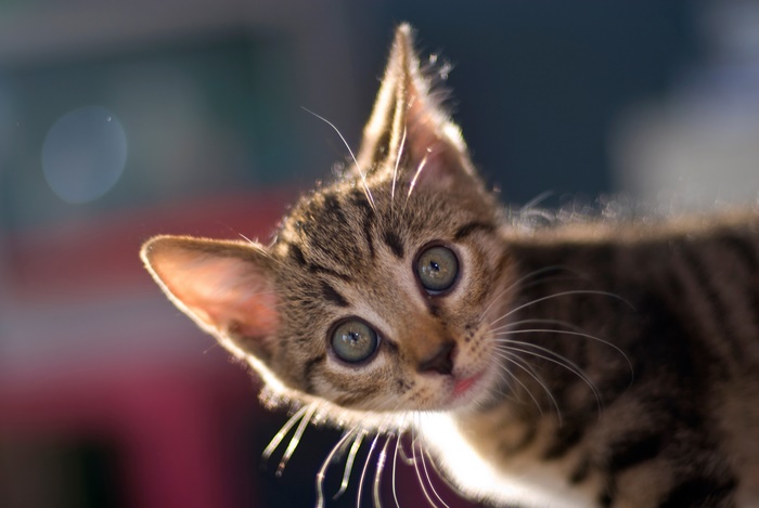 Close-up of a tabby kitten with wide eyes