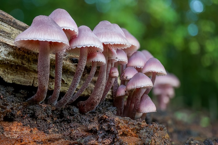 Cluster of purple mushrooms on a log