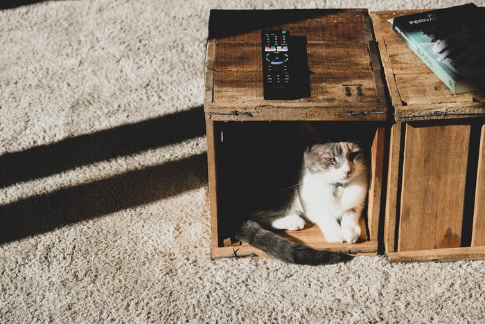 Cat resting in a wooden crate