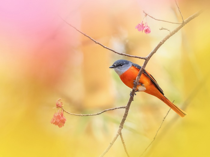 Orange and gray bird on a branch with pink flowers