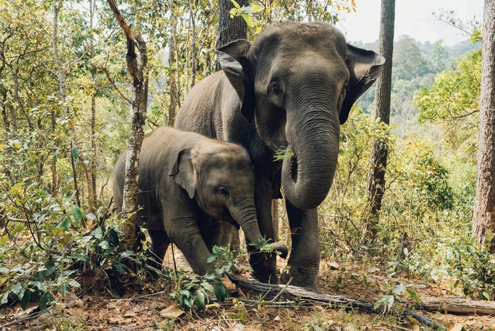Elephants in Natural Wildlife Setting