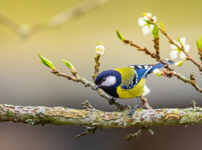Colorful Blue Tit Bird on Branch in 4K