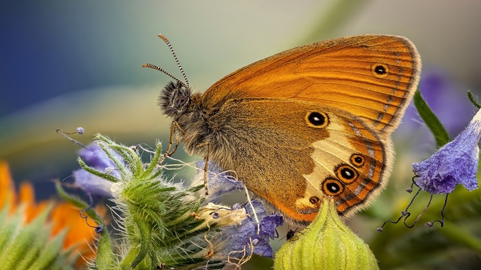 Orange butterfly on a flower