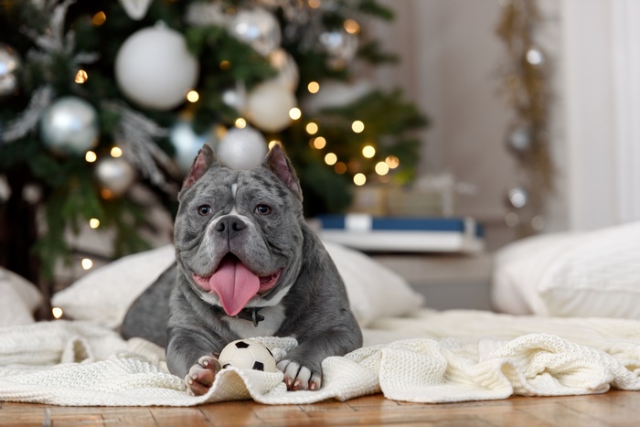 American Pit Bull Terrier with Christmas Tree