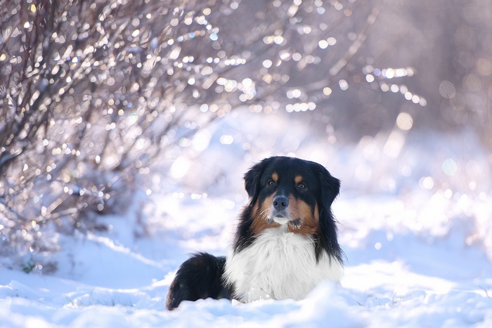 Black and tan Australian Shepherd dog in snow