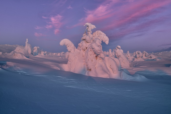 Snow-covered trees in a winter landscape at sunset