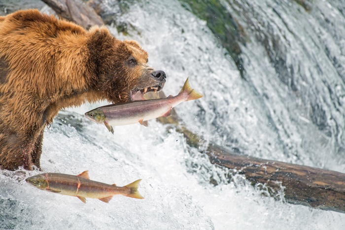 Brown Bear Catches Salmon in Waterfall