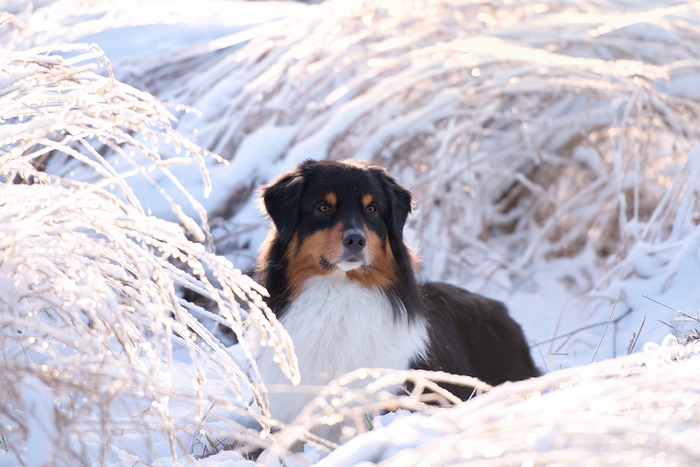 Australian Shepherd dog in the snow