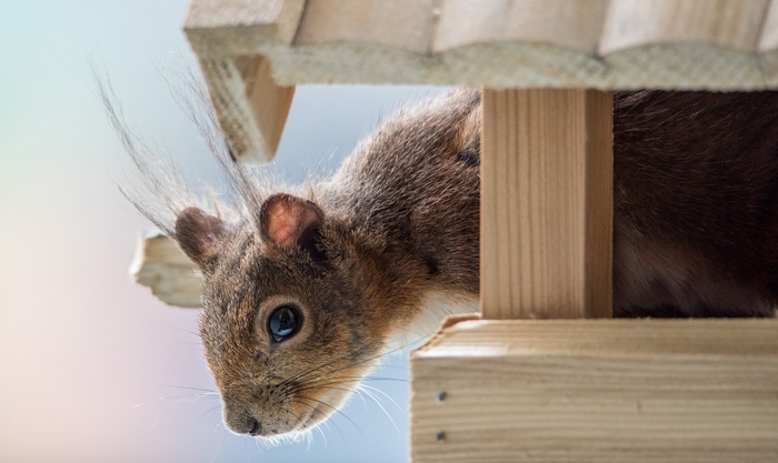 Red Squirrel Peeking Out of Bird Feeder