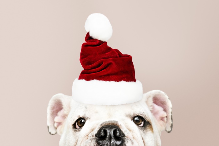 English Bulldog Wearing a Santa Hat