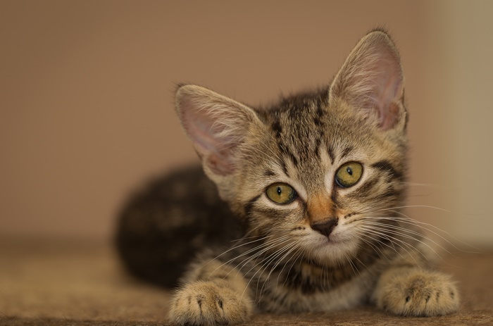 Adorable Kitten in Soft Light 4K