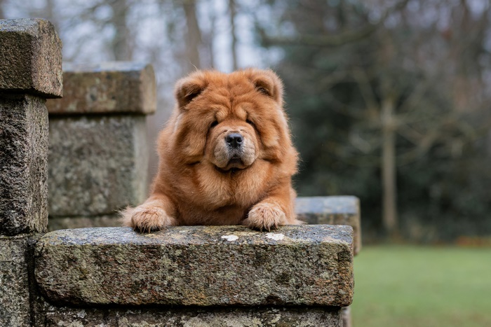 Chow Chow dog sitting on stone