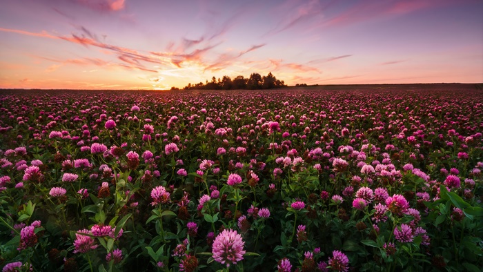 Field of Pink Flowers at Sunrise 4K