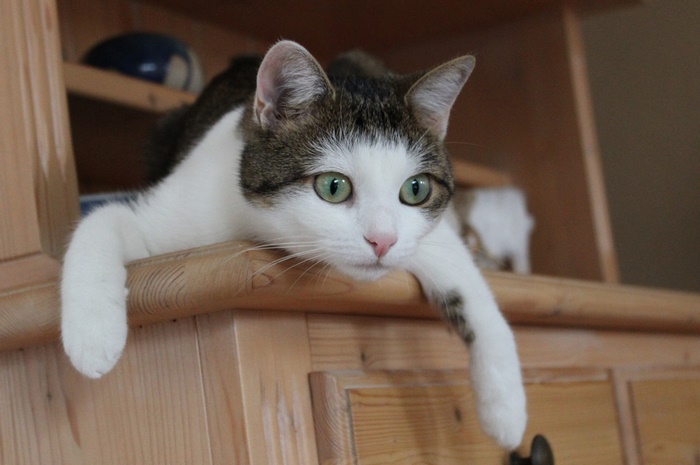 Tabby and white cat resting on wooden furniture