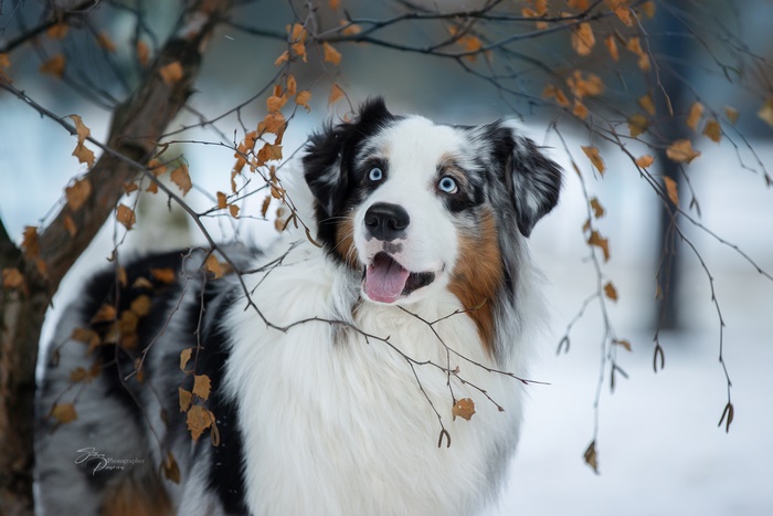 Australian Shepherd dog with blue eyes in winter