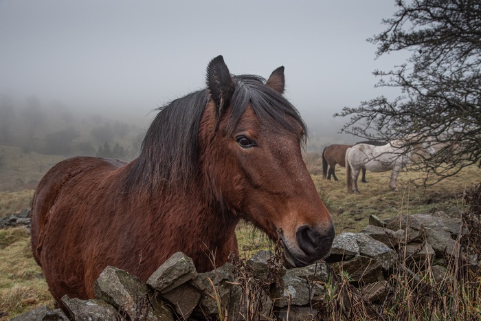 Brown horse in a misty field with other horses