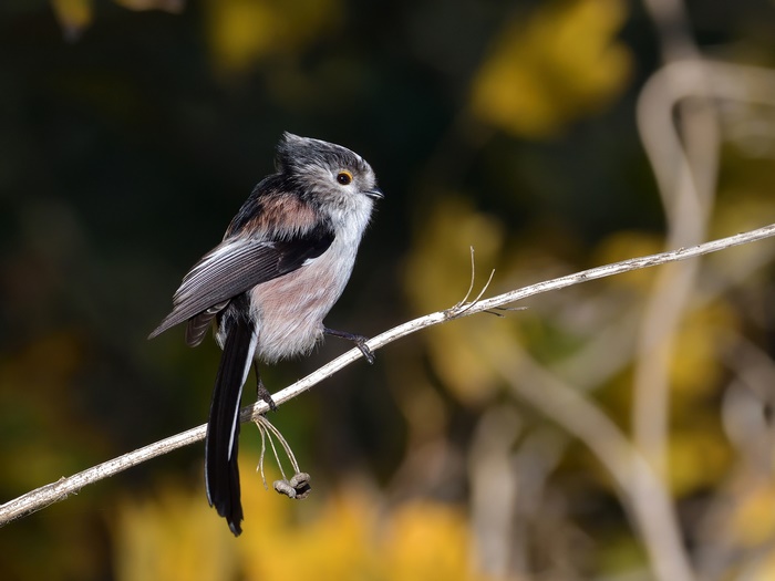 Long-tailed tit perched on a branch