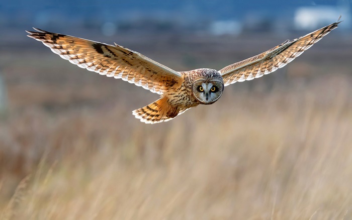 Short-eared Owl in flight over a field