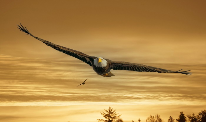 Bald Eagle in flight during sunset