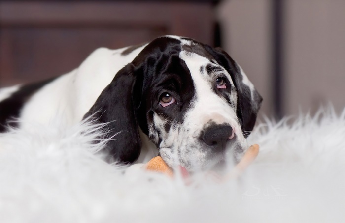 Harlequin Great Dane puppy lying down