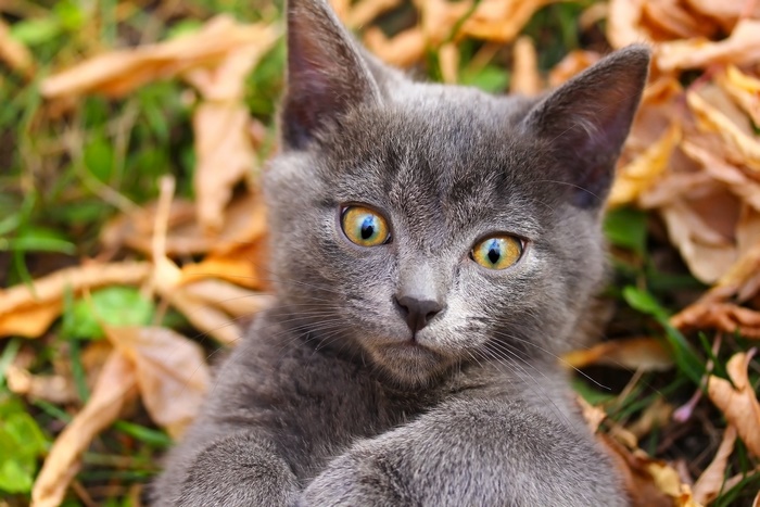 Gray kitten with yellow eyes lying on autumn leaves