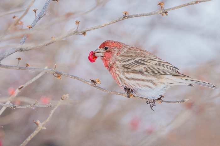 House Finch with Red Berry on Branch