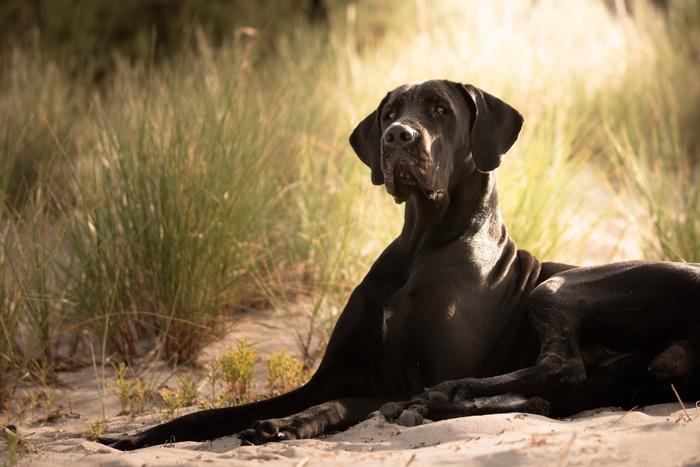 Black Great Dane lying on sand with tall grass