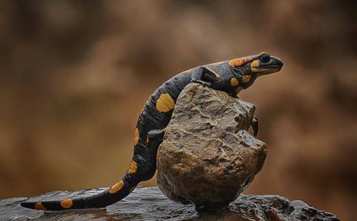 Fire Salamander on a Rock