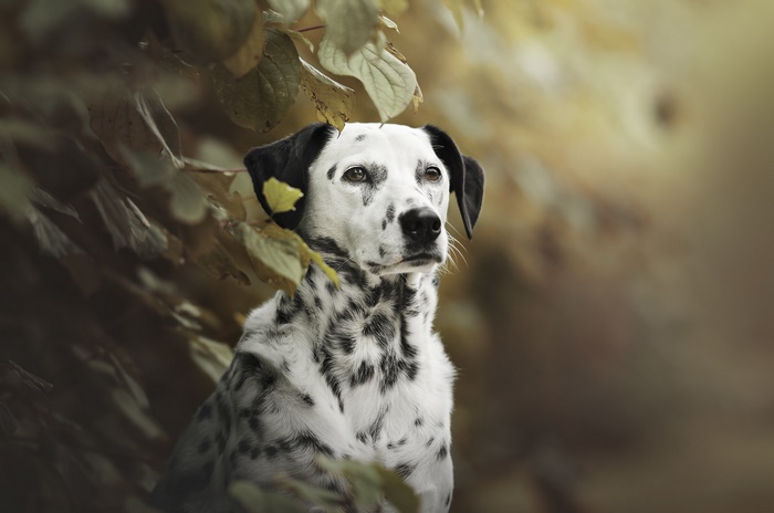 Dalmatian dog sitting among autumn leaves