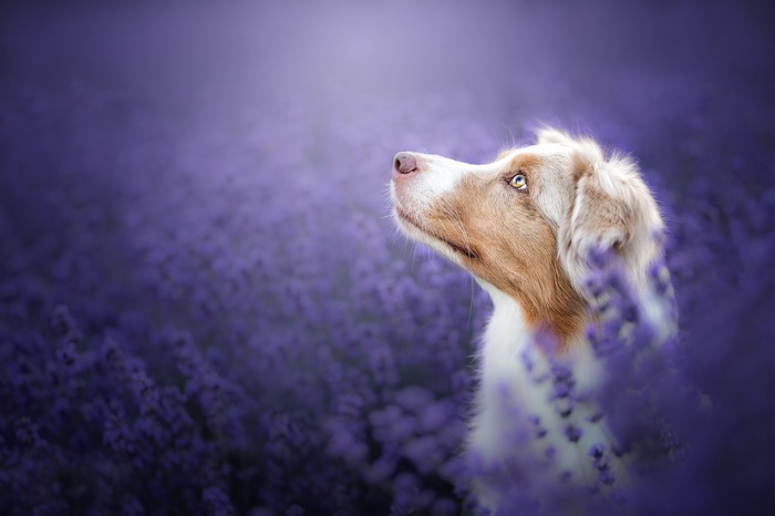 Australian Shepherd dog in lavender field