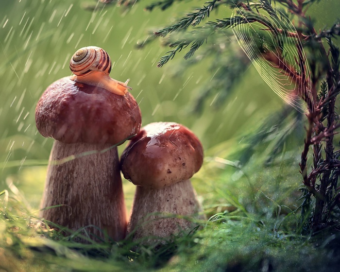 Snail on a mushroom in the rain