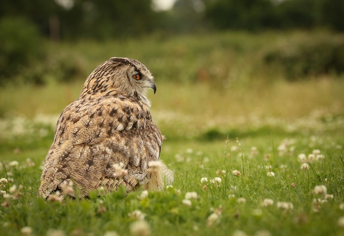 Eurasian Eagle-Owl in a grassy field