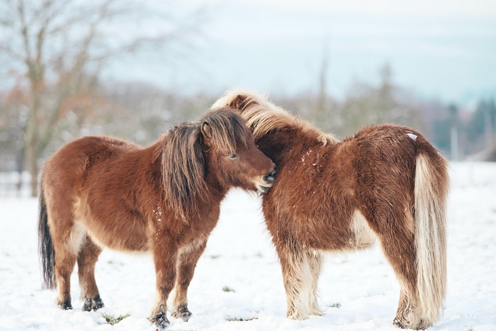 Two brown horses in the snow
