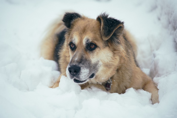 Dog lying in the snow