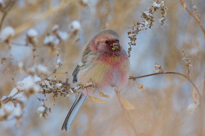 A rosy finch perched on a snow-covered branch