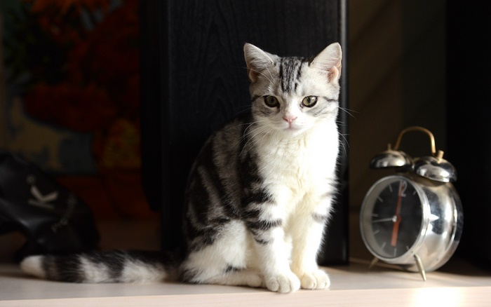 Kitten sitting next to a vintage alarm clock