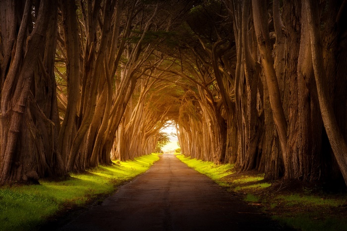 Tree-lined road with sunlight filtering through trees