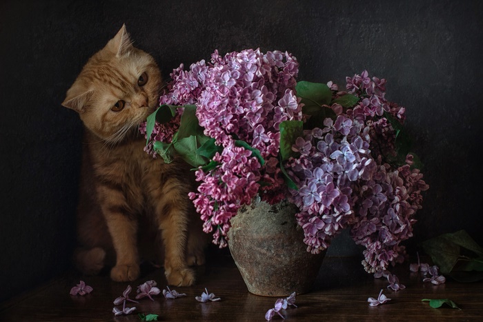 Ginger cat with lilac flowers in a vase
