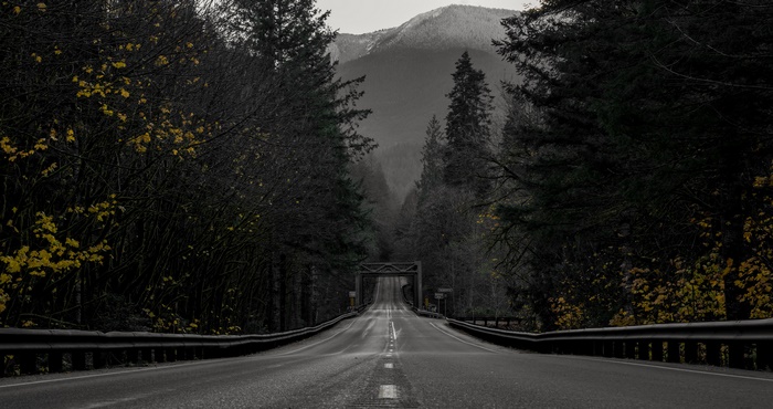 Road through a forest in Washington
