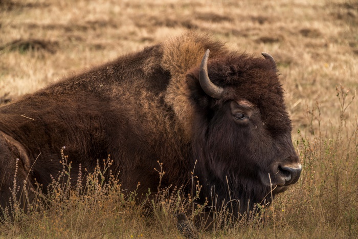 Buffalo in a field 4K