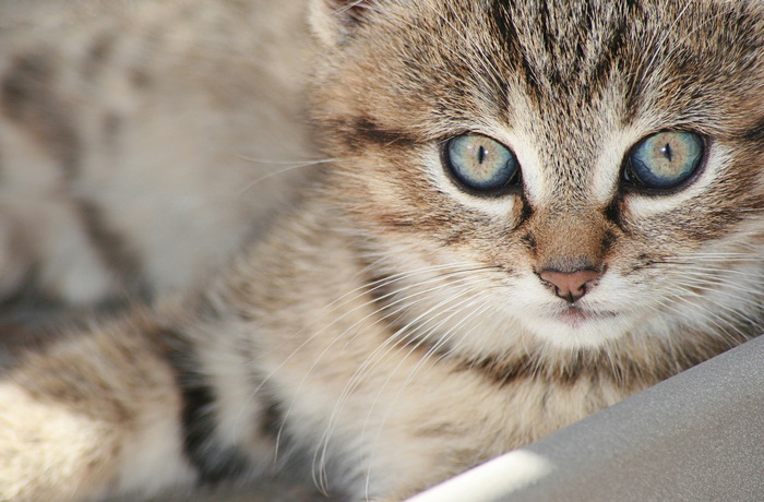Close-up of a tabby kitten with blue eyes