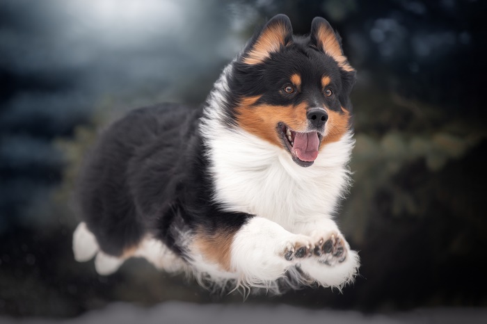 Tricolor Shetland Sheepdog puppy jumping