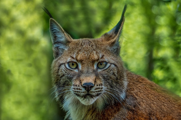 Close-up of a Lynx's face in a forest