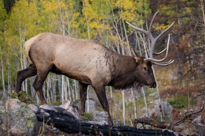 Bull Elk with Antlers in Autumn Forest