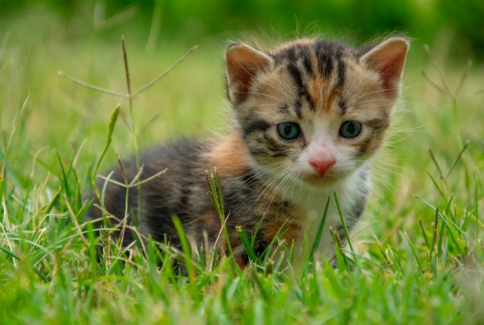 Kitten sitting in green grass