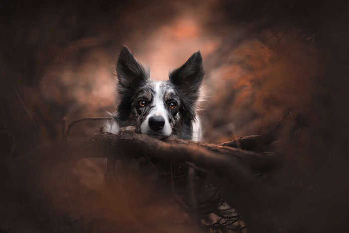 Border Collie dog resting on a log